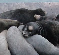 Sea lions lay on top of each other on a dock in San Francisco.